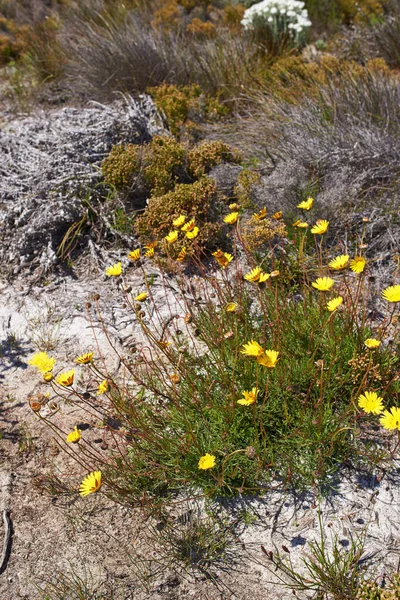 Primo Piano Margherite Gialle Fiorite Che Crescono Paesaggio Desertico Marrone — Foto Stock
