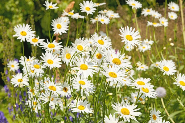 Closeup White Daisy Field Flowers Summer Day Zoomed Blossoming Plant — ストック写真