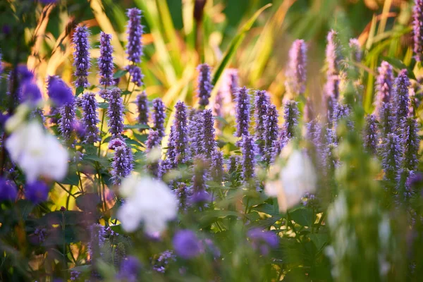 Blooming Hyssop Plants Garden Lupine Field White Flowers Mixed Plants — 스톡 사진