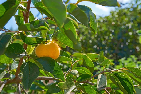 Golden Yellow Peach Growing Fruit Tree Crop Plant Branch Outdoors — Fotografia de Stock