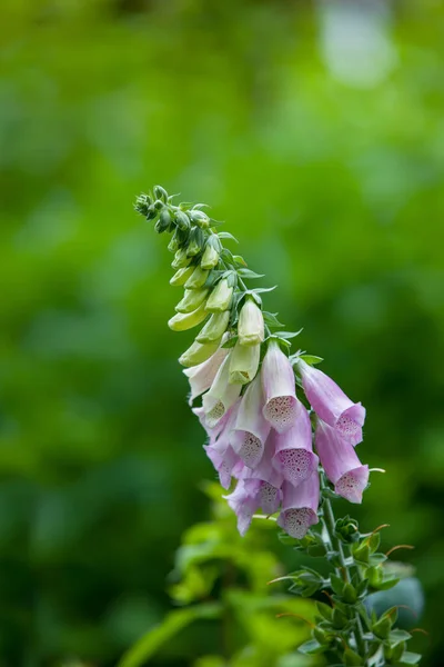 Closeup Vibrant Purple Pink Foxglove Flowers Blossoming Growing Remote Field — 스톡 사진