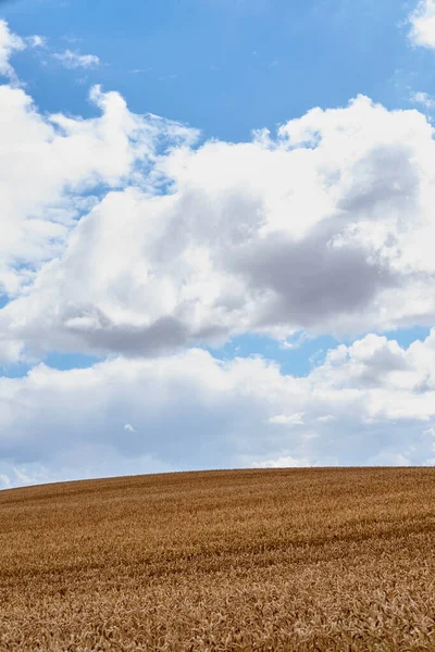 多云的天气 麦田的景观 与蓝色地平线相对照的乡村农田 淡淡的夏天长着褐色的谷物 收获季节有机玉米种植 种植大麦或黑麦 — 图库照片
