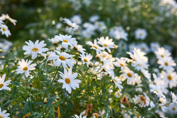 Landscape Daisy Flowers Growing Backyard Garden Summer Marguerite Perennial Flowering — ストック写真