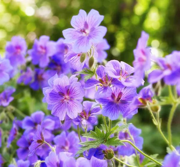 Γεράνια Ανθίζουν Κήπο Καλοκαίρι Κοντινό Πλάνο Των Όμορφων Μοβ Λουλουδιών — Φωτογραφία Αρχείου