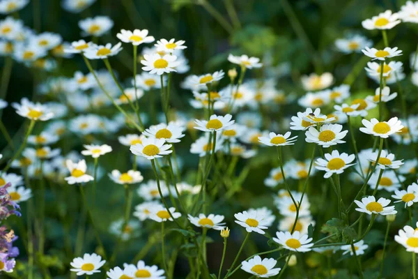 Many Daisy Flowers Growing Scenic Green Botanical Garden Bright White — ストック写真