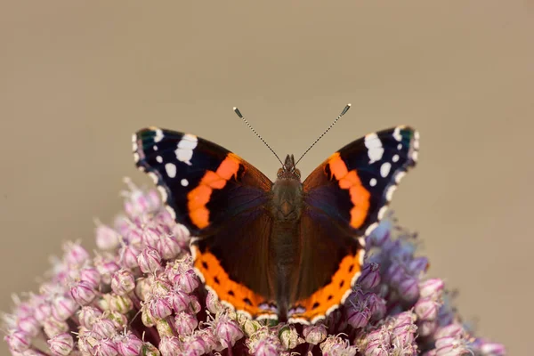 Beautiful Garden Butterfly Sitting Madar Flower Close Red Admirable Its — Zdjęcie stockowe