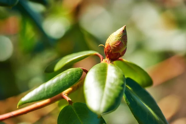 Closeup Budding Rhododendron Flower Garden Home Zoomed One Woody Plant — Stock Fotó