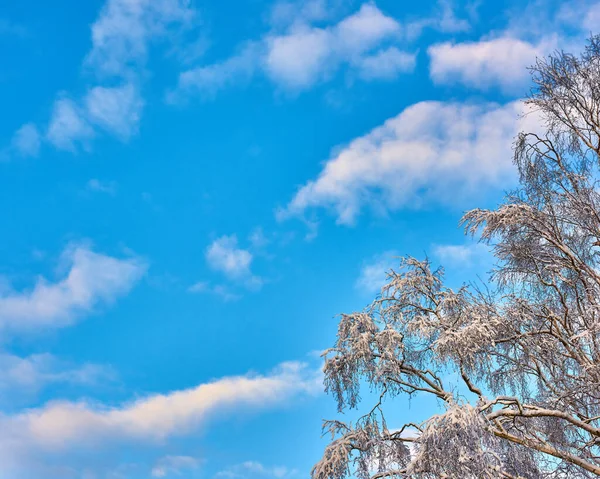 Copy Space Cloudy Blue Sky Frozen Ice Covered Branches Tree — ストック写真
