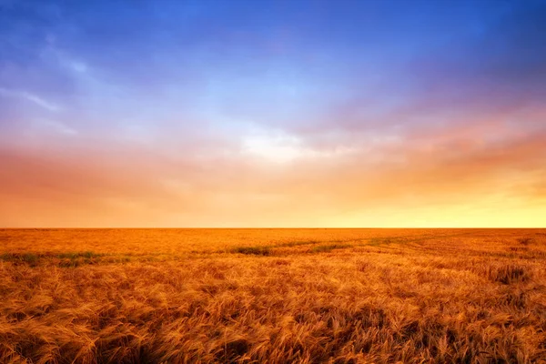 Vibrant Country Field Harvest Beautiful Sunset Field Ripe Wheat Scenic — Stockfoto