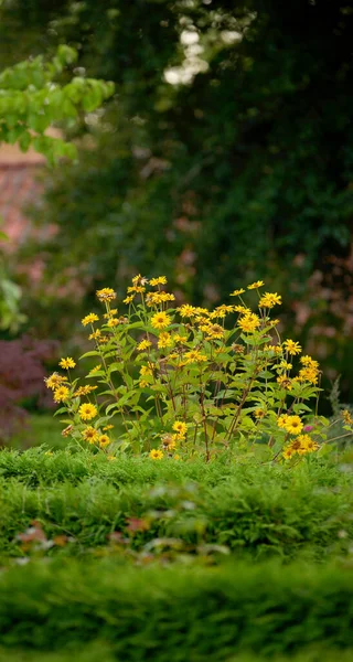 Krzew Żółtych Gloriosa Stokrotka Kwiaty Dorastające Bujnym Zielonym Ogrodzie Dzikie — Zdjęcie stockowe