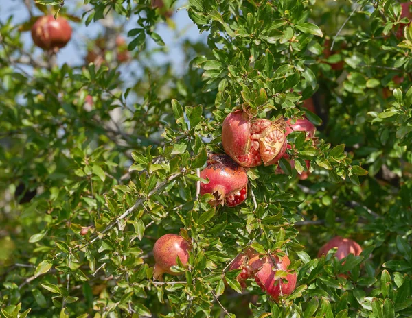 Großaufnahme Eines Roten Granatapfels Der Einem Sommertag Auf Einem Baum — Stockfoto