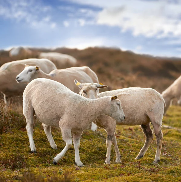 一群羊在一片茂密的农田里的草地上 修剪过的羊毛绵羊在田里吃草 丹麦Rebild国家公园的野生动物放牧 自由放养的有机羊肉 — 图库照片