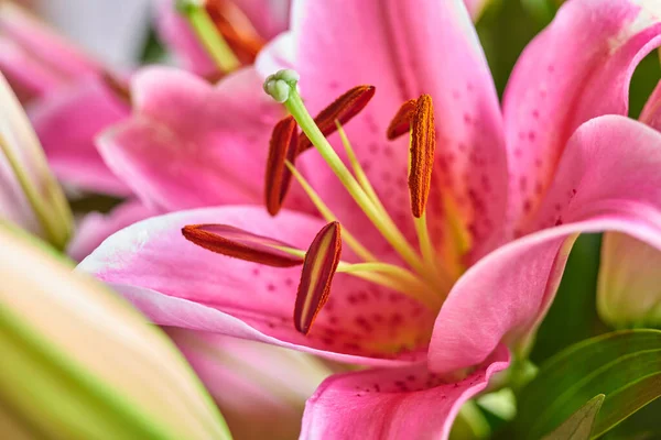 Closeup of pink lily flower in a bouquet of bright blooms. Fresh red floral arrangement with green leaves and petals. An elegant gift of colorful buds and blooms. A bunch of stunning oriental lilies.