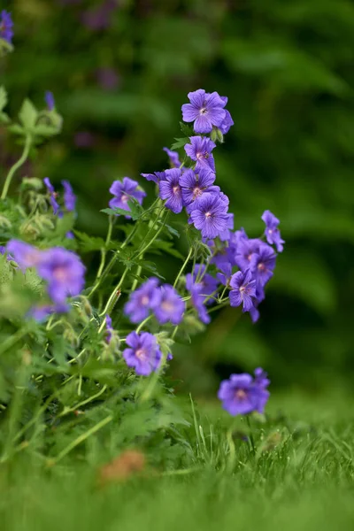 Krásné Fialové Květy Zelené Zahradě Živé Louky Jeřáb Kvetoucí Jaře — Stock fotografie
