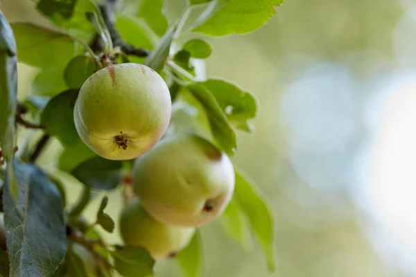 Primer Plano Copia Espacio Manzanas Verdes Jugosas Maduras Colgadas Una — Foto de Stock