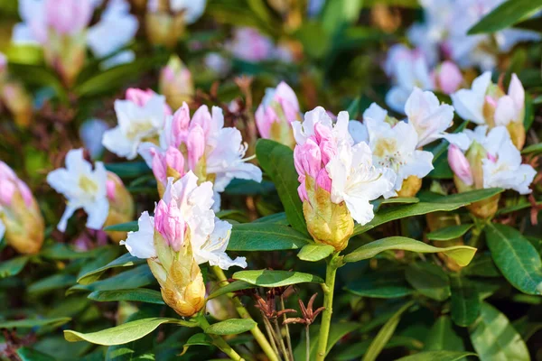 Zbliżenie Różowego Krzaka Kwitnącego Parku Wiosną Zewnątrz Kwiat Rododendronu Kwitnie — Zdjęcie stockowe