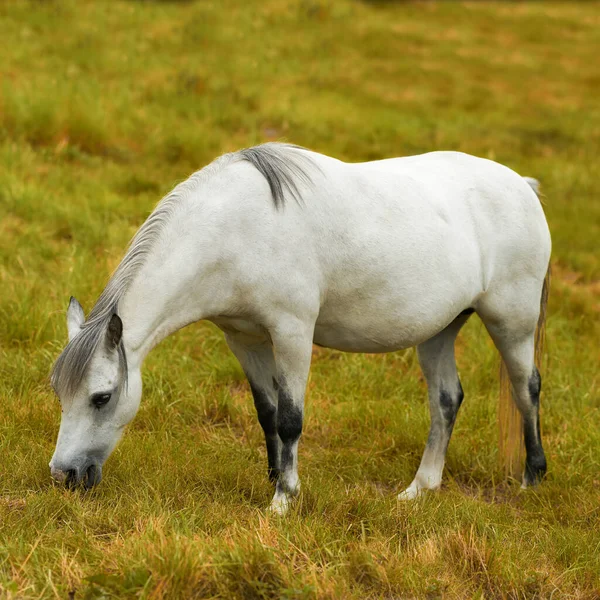 One White Horse Grazing Field Alone Animal Standing Green Farm — Stockfoto