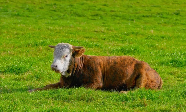 One Hereford Cow Sitting Alone Farm Pasture Hairy Animal Isolated — Stockfoto