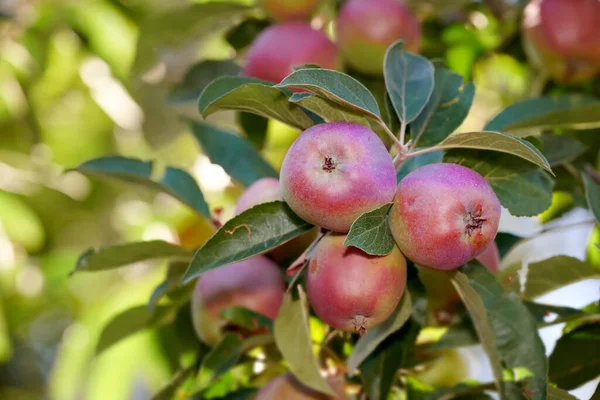 Friss Vörös Almák Közelsége Egy Fán Egy Gyümölcsösben Nyáron Biogazdálkodás — Stock Fotó