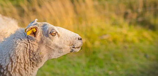 Profile One Sheep Meadow Sunset Lush Farmland Shaved Sheered Wooly — Stock Photo, Image