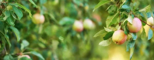 Bunch Apples Tree Branch Orchard Sunny Day Outdoors Closeup Fresh — Fotografia de Stock