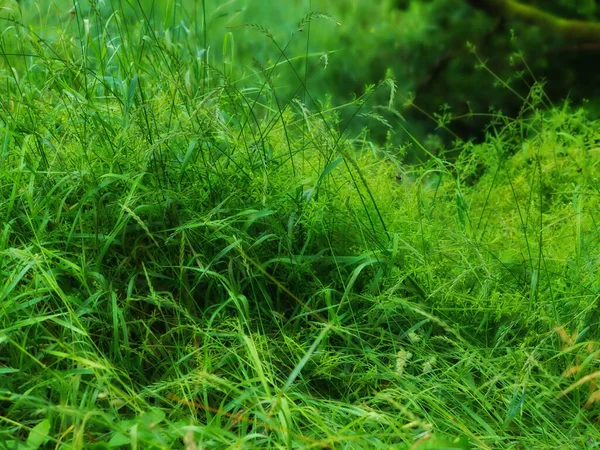 Primer Plano Hierba Verde Larga Con Exuberante Junco Que Crece —  Fotos de Stock