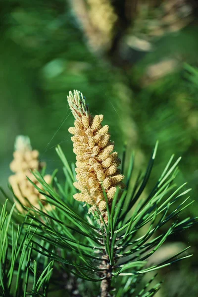 Closeup Pine Tree Branch Growing Evergreen Boreal Forest Copy Space — Stock Photo, Image