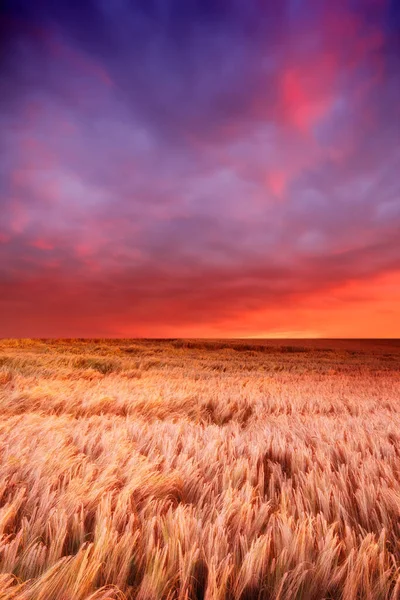 Великолепный Закат Поле Спелой Пшеницы Готовой Сбору Урожая Мягким Красочным — стоковое фото