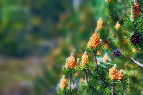 A close-up view of mountain pines in a garden. A picture of a fresh lawn of a lodgepole pine and mountain pine with blurred background. A beautiful photo of small spider net fixated on pine flowers