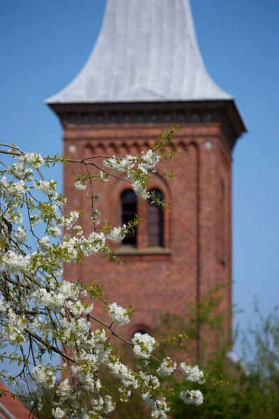 Mirabelle Flowers Blooming Front Church Tower Tree Plants Pretty White — Stockfoto