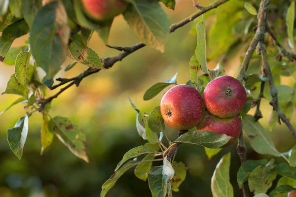 Érett Vörös Almák Közelsége Egy Fán Fénymásolási Hellyel Organikus Egészséges — Stock Fotó