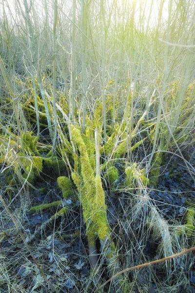 Mousse Verte Poussant Sur Écorce Arbre Tombé Dans Marécage Vide — Photo