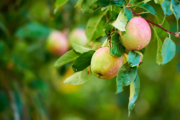 Kırsal Kesimdeki Meyve Bahçesinin Meyve Bahçesi Dalında Olgunlaşan Kırmızı Elmaların — Stok fotoğraf