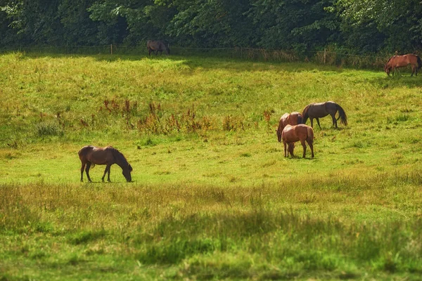 Stado Brązowych Koni Jedzących Trawę Podczas Wędrówki Polu Wsi Przestrzenią — Zdjęcie stockowe