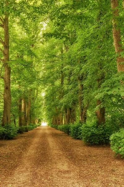 Живописный Вид Лес Свежих Зеленых Лиственных Деревьев Солнечный День Тропинкой — стоковое фото