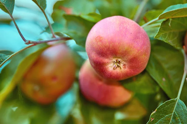 Fresh Red Apples Tree Orchard Summer Organic Fruit Farming Farm — Stockfoto
