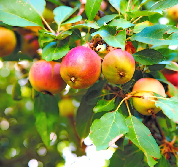 Copy Space Apples Growing Sunny Orchard Outdoors Closeup Fresh Bunch — Stockfoto