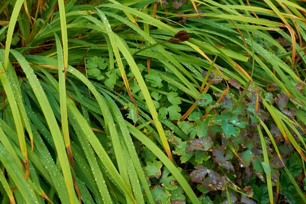 Beautiful Long Green Grass Dewdrops Outdoors Summer Day Closeup Lush — Stok fotoğraf