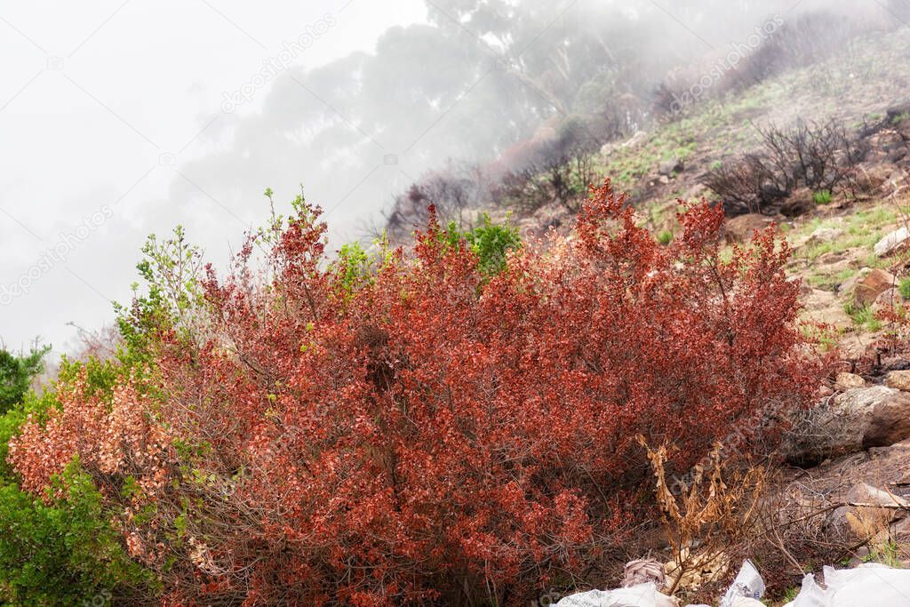 Colorful bushes on a mountain landscape on a misty morning in nature with copyspace. Leaves changing with the season in the wilderness. A wildfire burning in nature, damaging the forest and plants.
