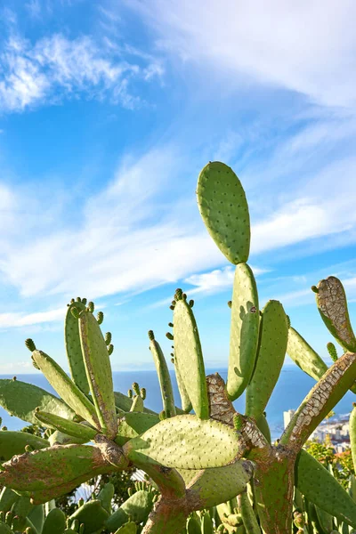 Green Pickly Pear Cactus Growing Blue Sky Clouds Copy Space — ストック写真