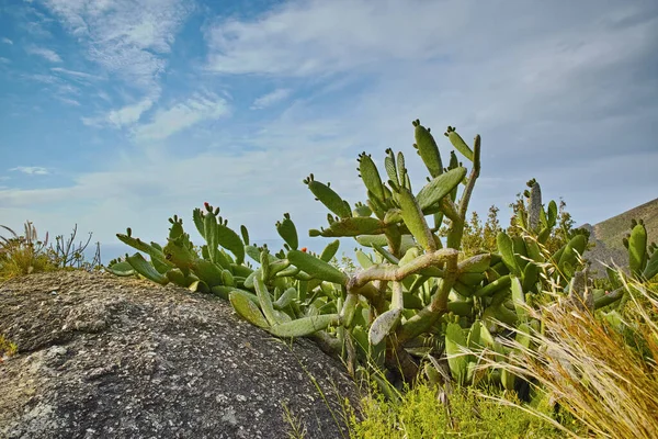 Nahaufnahme Von Sukkulenten Und Wildem Gras Das Zwischen Küstenfelsen Wächst — Stockfoto