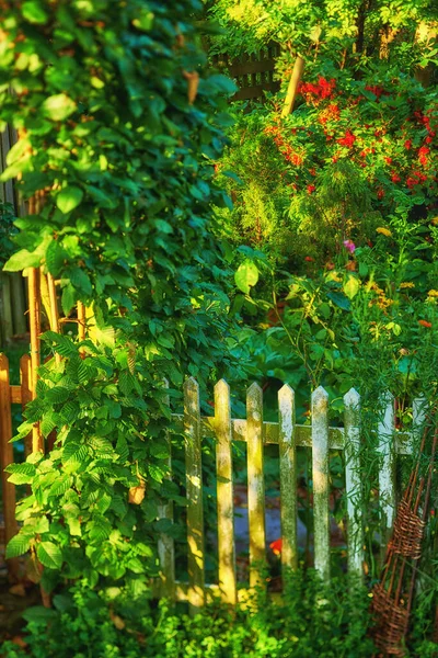 Ogrodzenie Jest Pokryte Mnóstwem Zielonych Liści Kwiatów Roślin Mieszanych Ogrodzenie — Zdjęcie stockowe