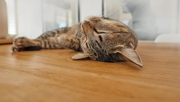 Cute cat sleeping on living room floor at home. Adorable feline taking nap in the day on a wooden surface. Domesticated animal laying in the lounge. Relaxed pet resting in a house. Happy cat napping.