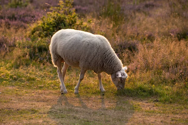 Una Oveja Pastando Campo Por Mañana Animal Granja Domesticado Comiendo —  Fotos de Stock