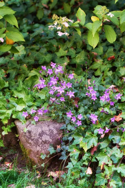 Lila Blauglockenblumen Üppigen Garten Sommer Frühling Wachsen Einem Hinterhof Leerpflanzen — Stockfoto