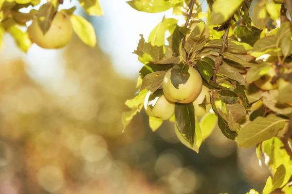 Copiar Espacio Con Manzanas Verdes Creciendo Los Árboles Huerto Sostenible — Foto de Stock
