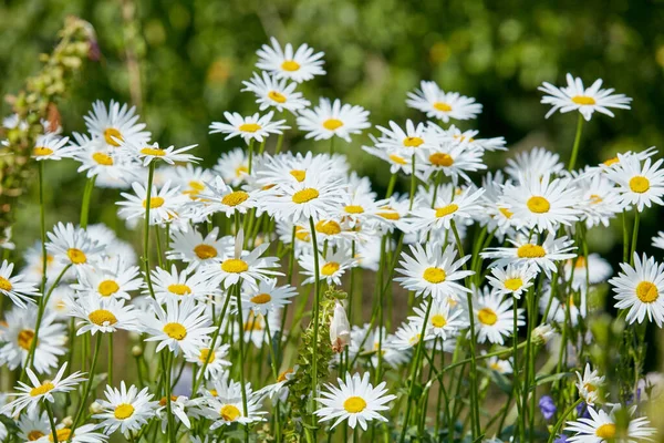 Bunch Daisy Flowers Growing Field Summer Marguerite Floral Plants Flourishing — Stockfoto