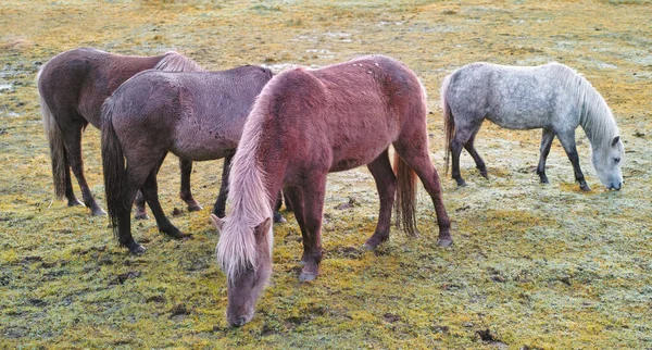 Ontspannen Dieren Die Samen Buiten Staan Eten Een Weelderig Groen — Stockfoto