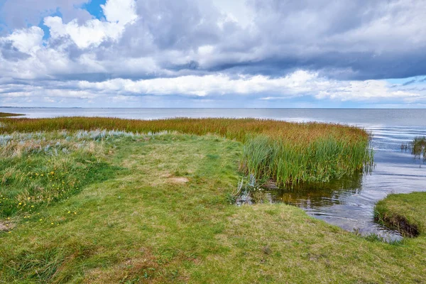 Landscape Marsh Lake Reeds Cloudy Horizon Green Field Wild Grass — 스톡 사진