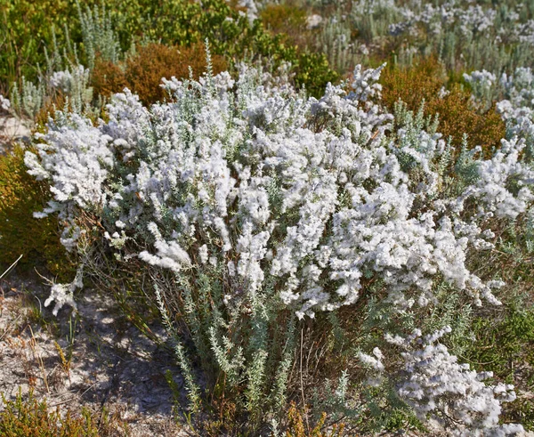 남아프리카 공화국 공원의 모래밭에서 보스들 피우고 테이블 근처에서 자라는 식물의 — 스톡 사진